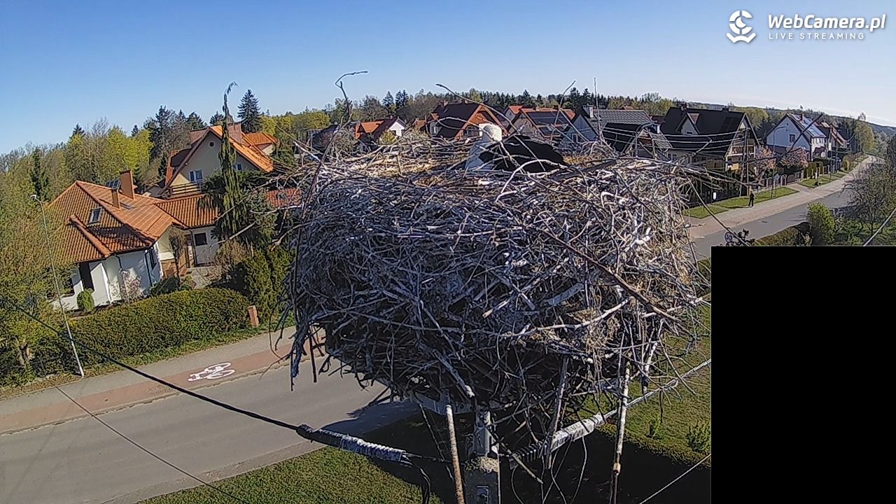 Pasłęk - gniazdo bociana białego - 27 kwiecień 2026, 08:08
