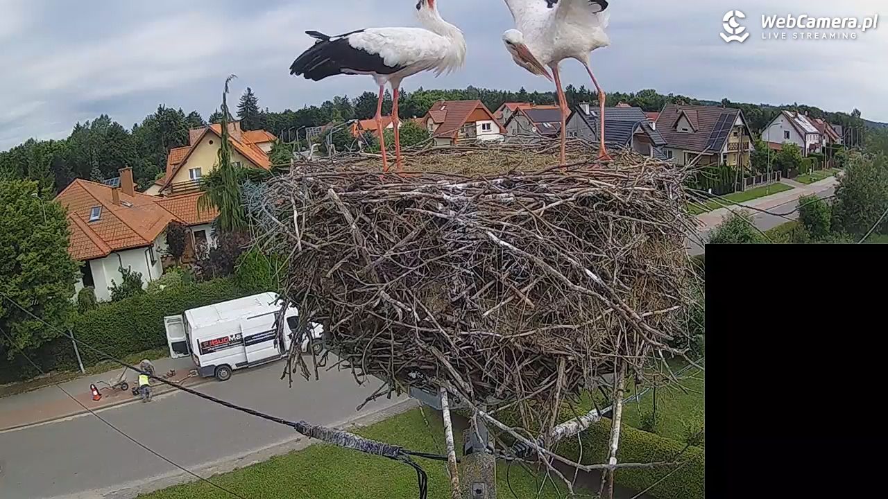 Pasłęk - gniazdo bociana białego - 29 lipiec 2026, 09:41