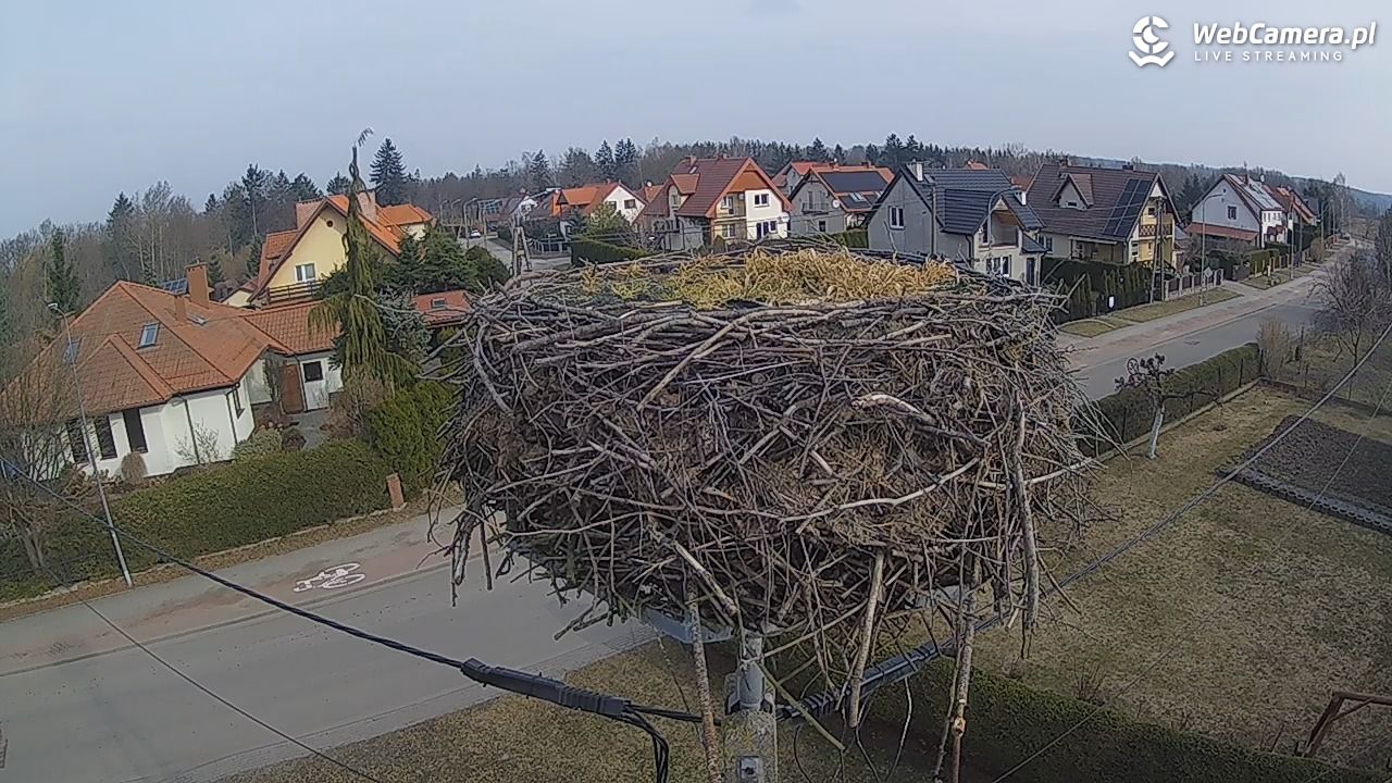 Pasłęk - gniazdo bociana - 12 marzec 2026, 09:20