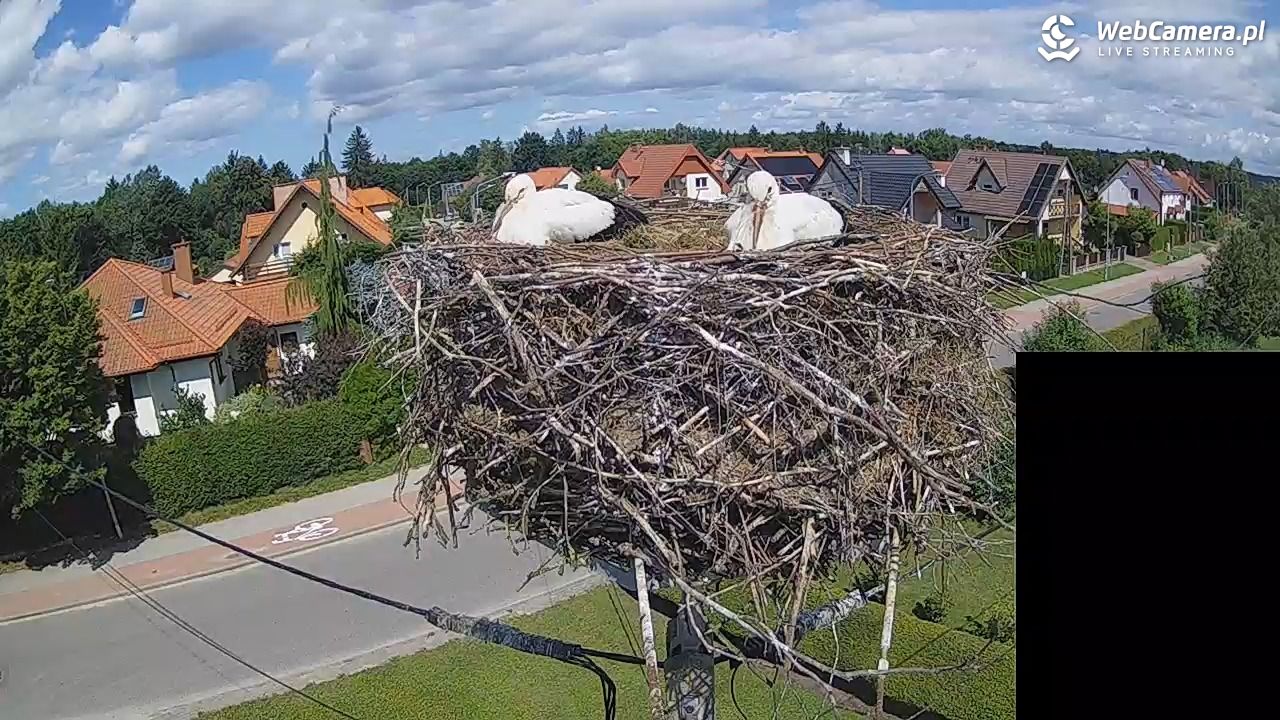Pasłęk - gniazdo bociana białego - 28 lipiec 2026, 13:00