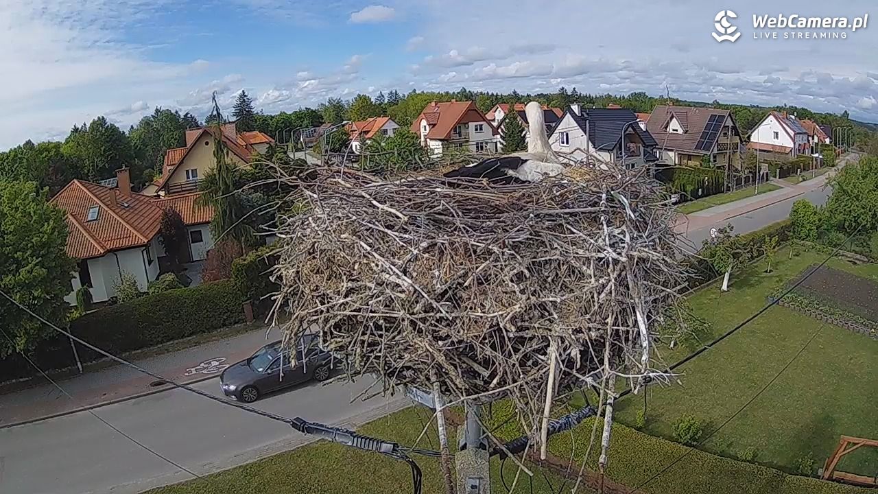 Pasłęk - gniazdo bociana - 16 maj 2025, 16:31