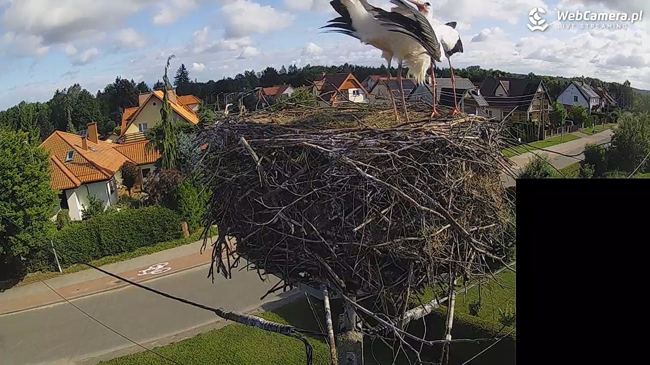 Pasłęk - gniazdo bociana białego - 28 lipiec 2026, 08:44