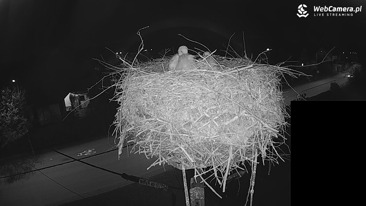 Pasłęk - gniazdo bociana białego - 26 kwiecień 2026, 21:59
