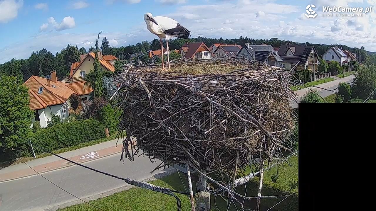 Pasłęk - gniazdo bociana białego - 28 lipiec 2026, 08:57