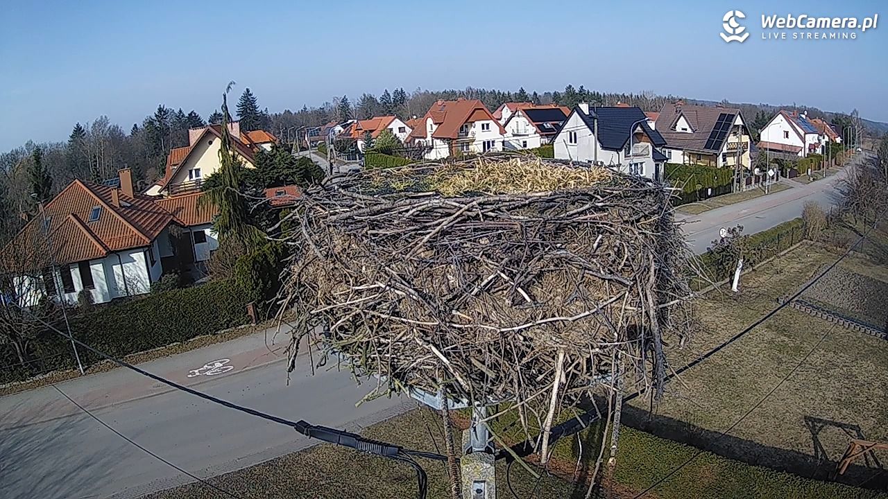 Pasłęk - gniazdo bociana - 11 marzec 2026, 14:12