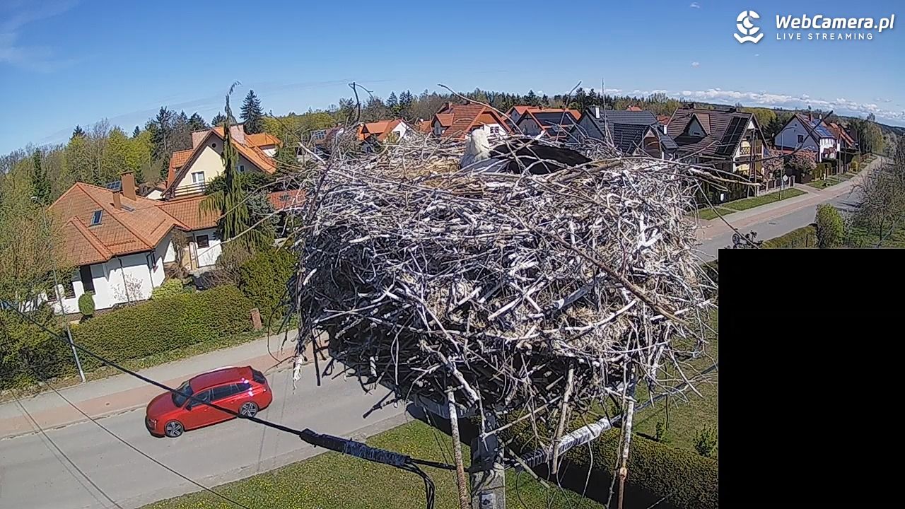 Pasłęk - gniazdo bociana białego - 27 kwiecień 2026, 10:56