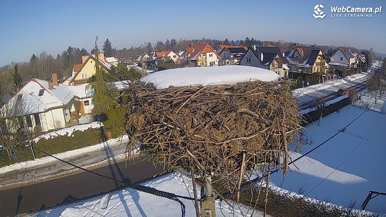 Pasłęk - gniazdo bociana - 20 styczeń 2026, 11:08