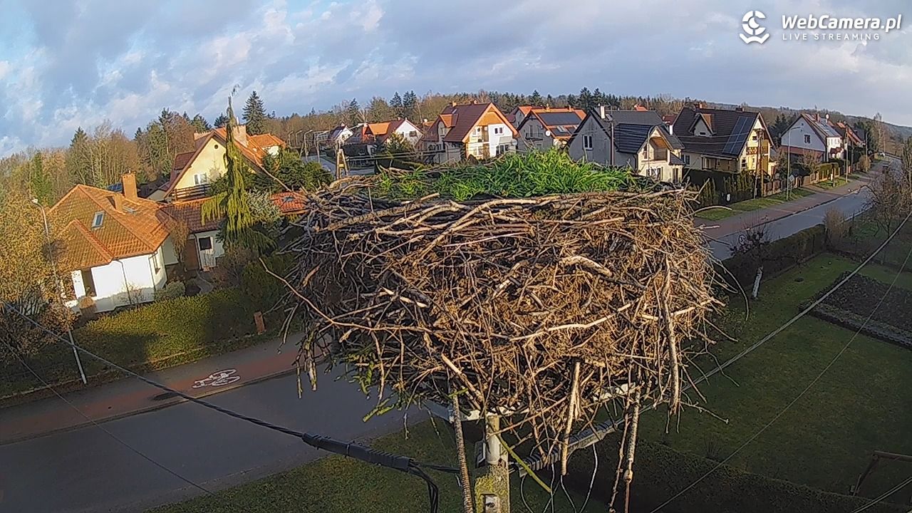 Pasłęk - gniazdo bociana - 09 grudzień 2025, 09:09