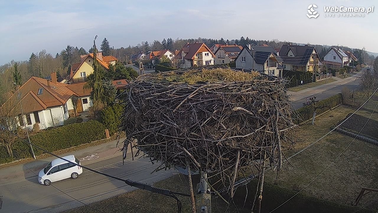 Pasłęk - gniazdo bociana - 12 marzec 2026, 07:45