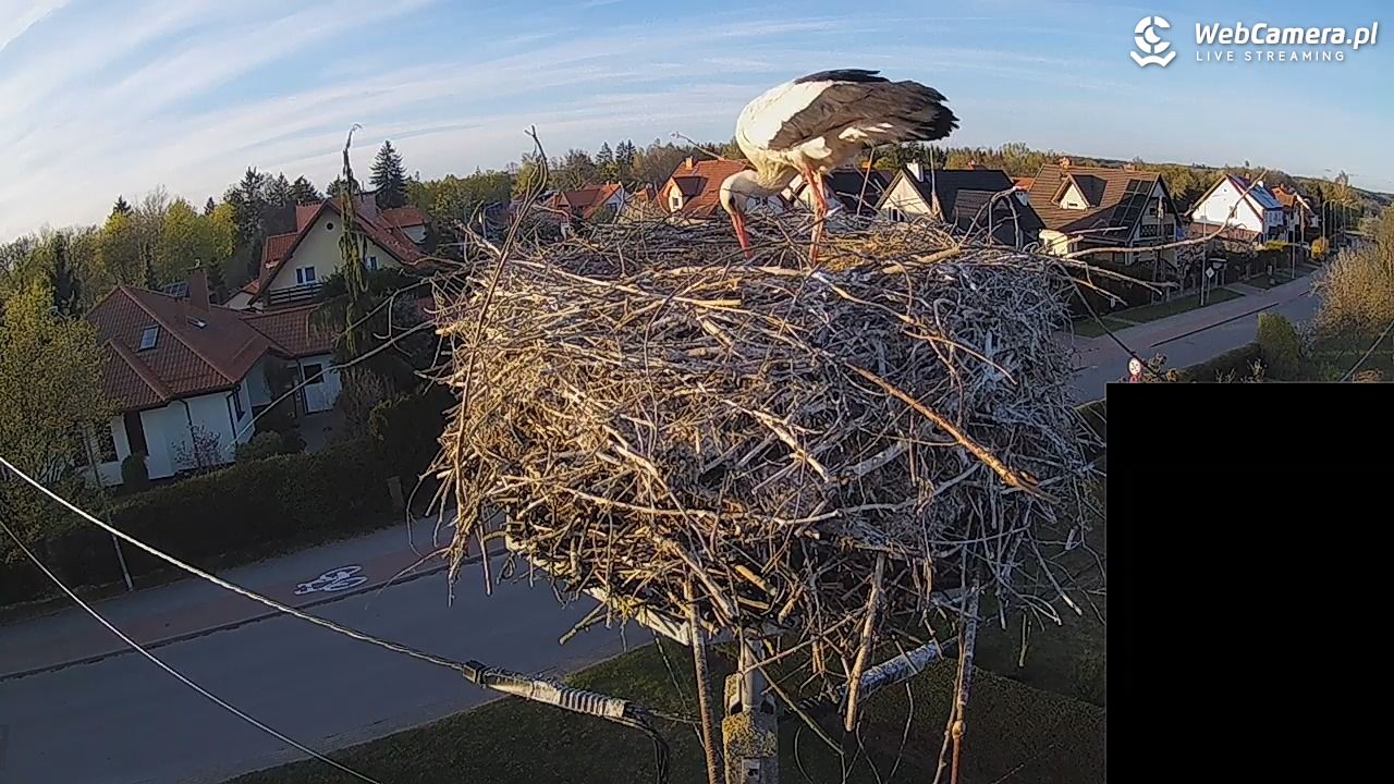 Pasłęk - gniazdo bociana białego - 27 kwiecień 2026, 19:19