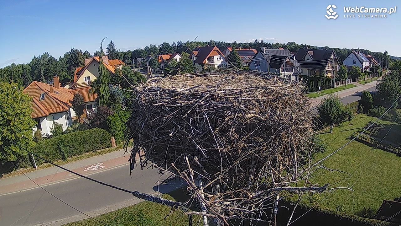 Pasłęk - gniazdo bociana - 22 sierpień 2025, 08:54