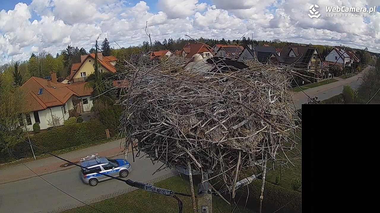 Pasłęk - gniazdo bociana białego - 26 kwiecień 2026, 10:59