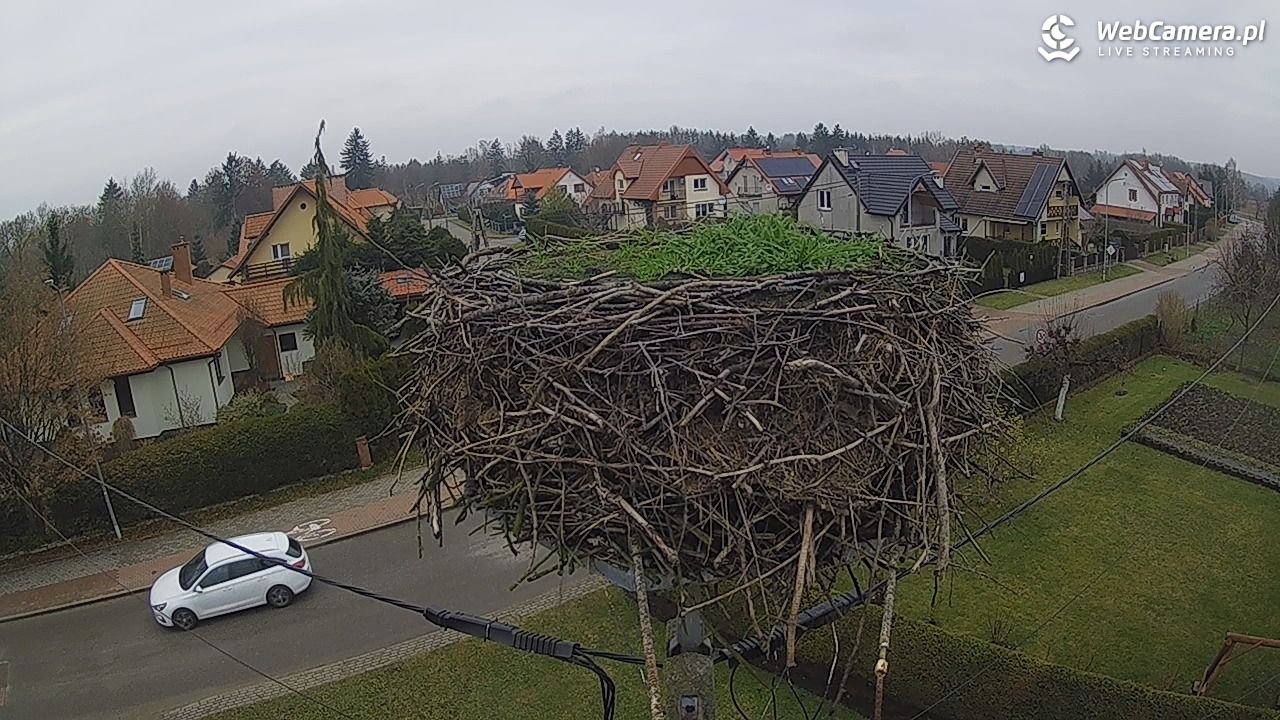 Pasłęk - gniazdo bociana - 07 grudzień 2025, 11:08