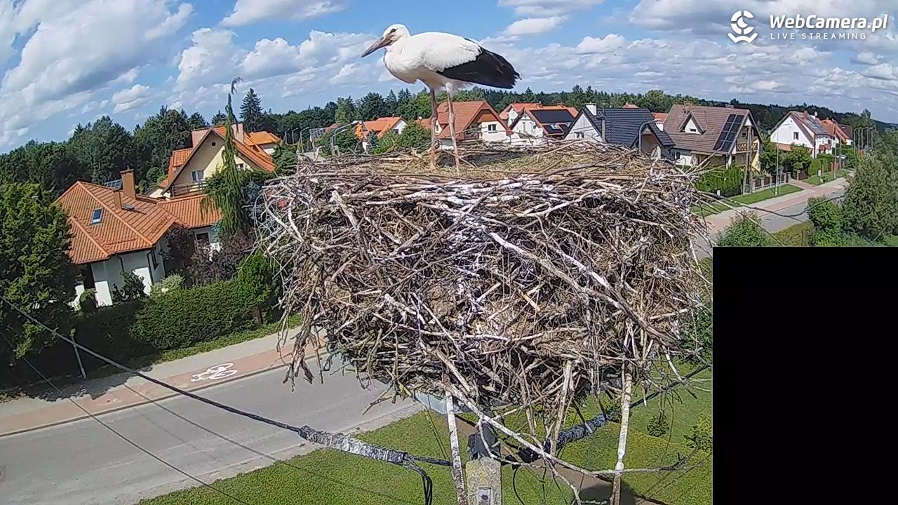 Pasłęk - gniazdo bociana białego - 29 lipiec 2026, 14:37