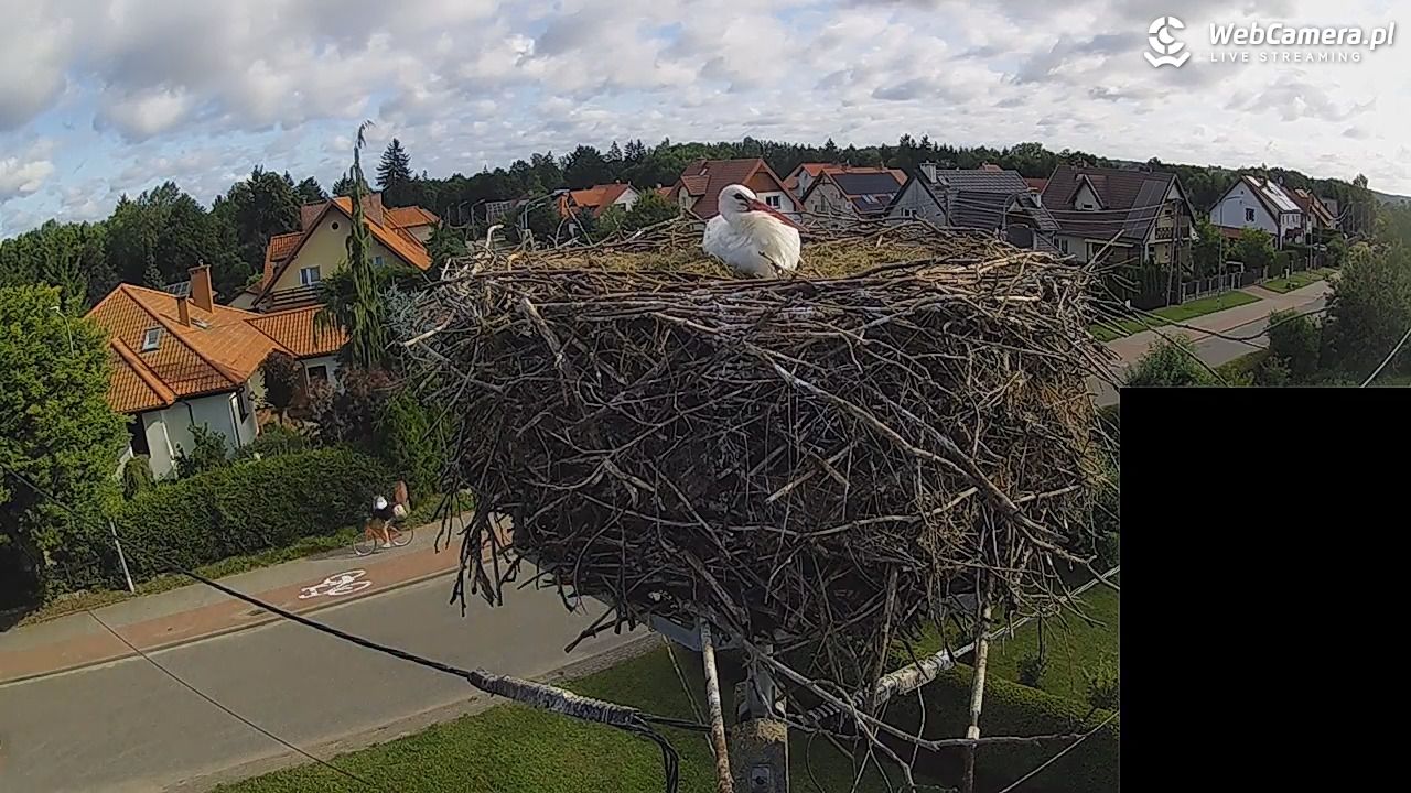 Pasłęk - gniazdo bociana białego - 28 lipiec 2026, 08:21