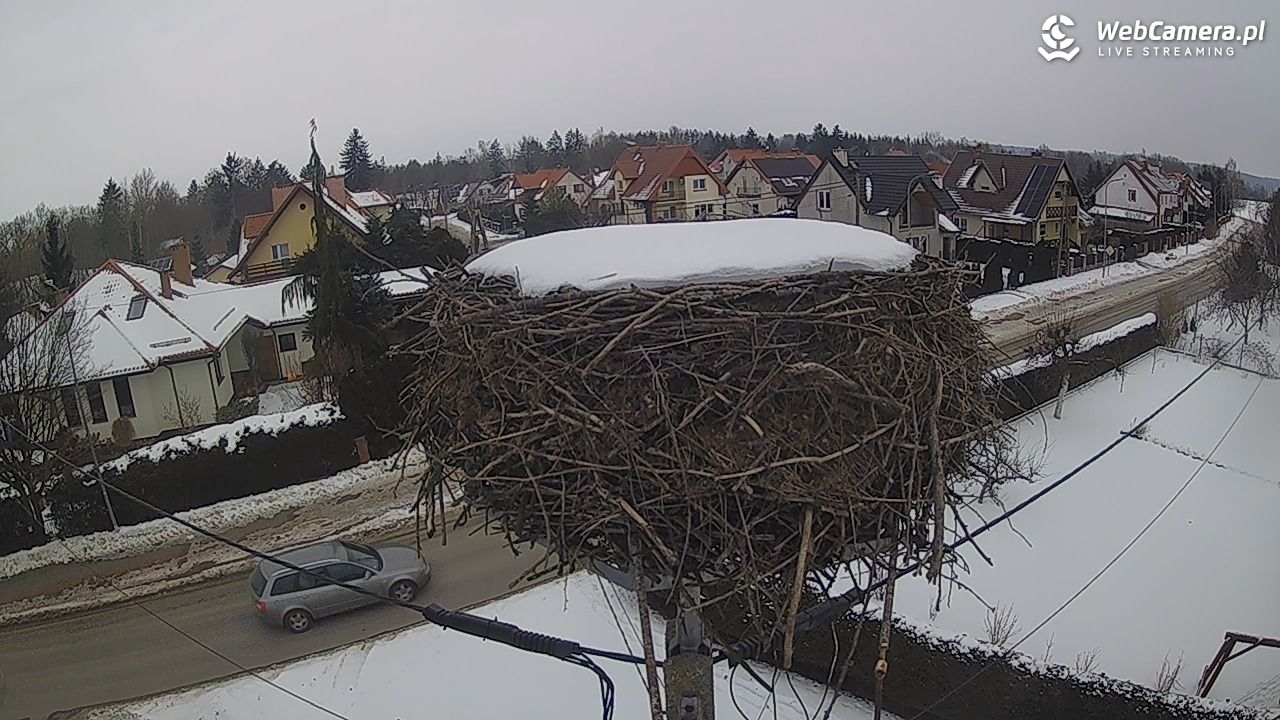 Pasłęk - gniazdo bociana - 25 styczeń 2026, 11:11
