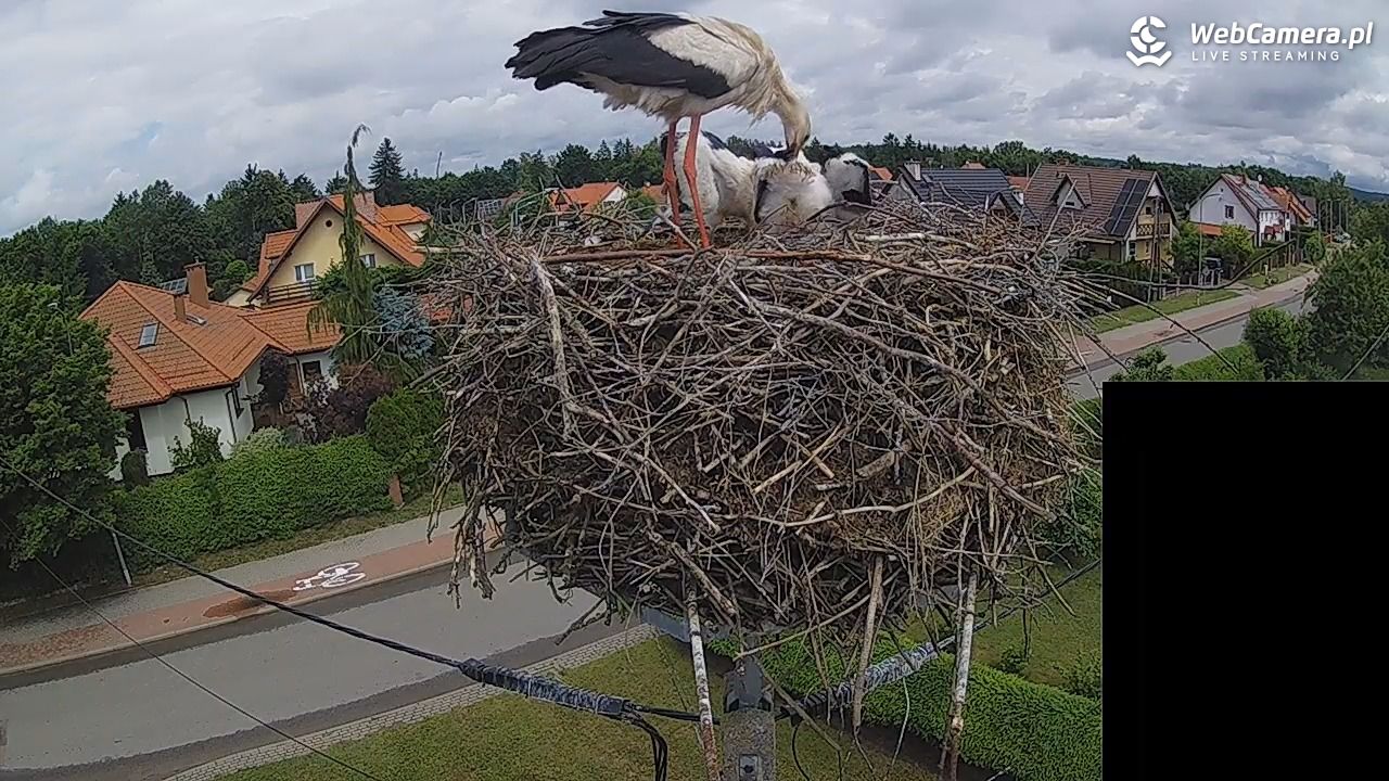 Pasłęk - gniazdo bociana białego - 13 czerwiec 2026, 12:11