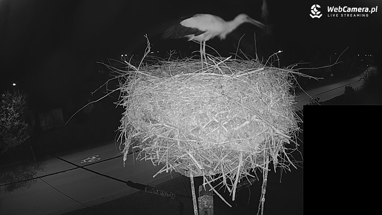 Pasłęk - gniazdo bociana białego - 27 kwiecień 2026, 22:30