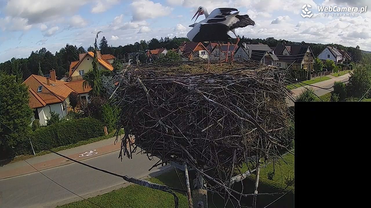 Pasłęk - gniazdo bociana białego - 28 lipiec 2026, 08:44