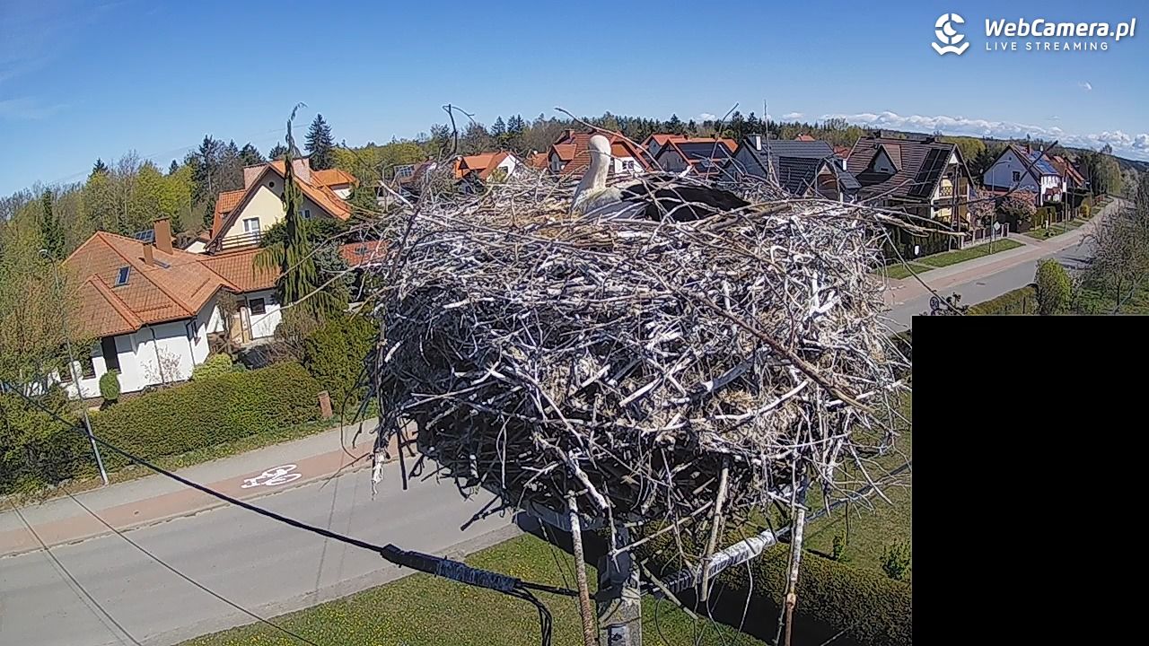Pasłęk - gniazdo bociana białego - 27 kwiecień 2026, 10:47