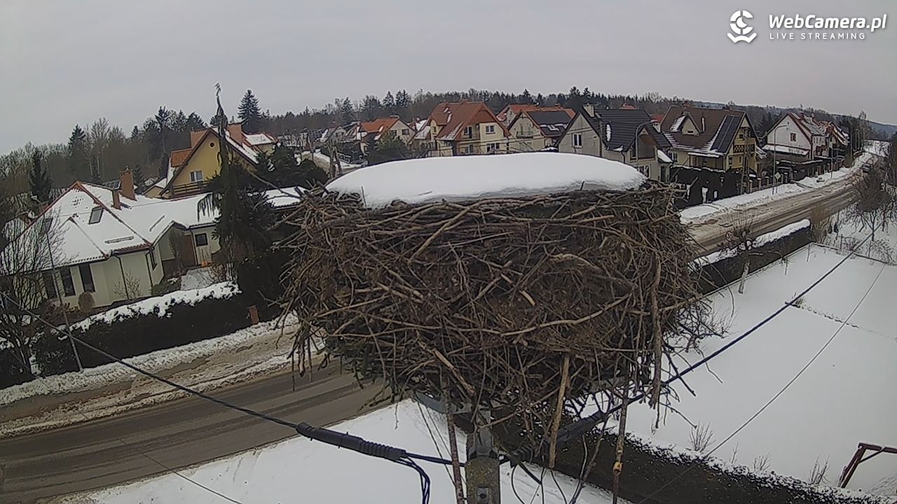 Pasłęk - gniazdo bociana - 24 styczeń 2026, 10:10
