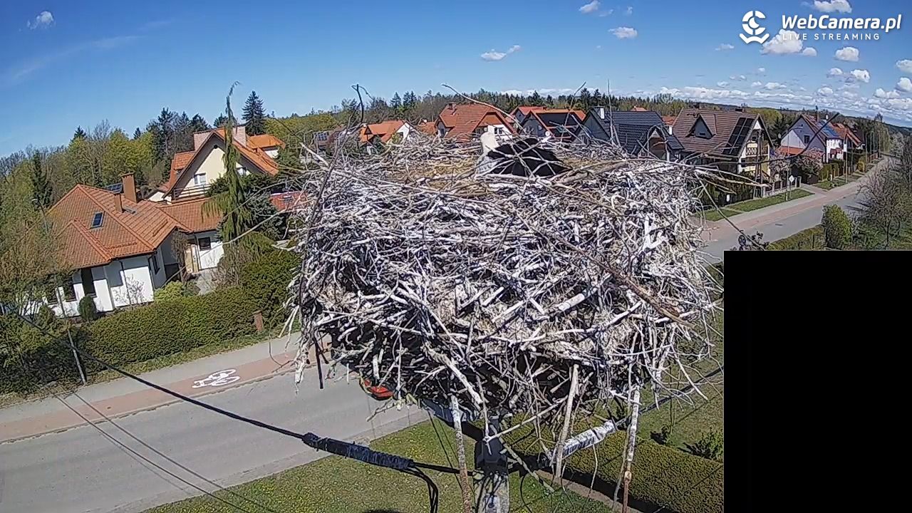 Pasłęk - gniazdo bociana białego - 27 kwiecień 2026, 12:35