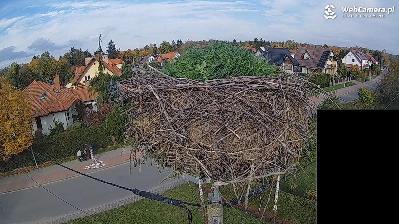 Pasłęk - gniazdo bociana białego - 28 październik 2026, 19:56