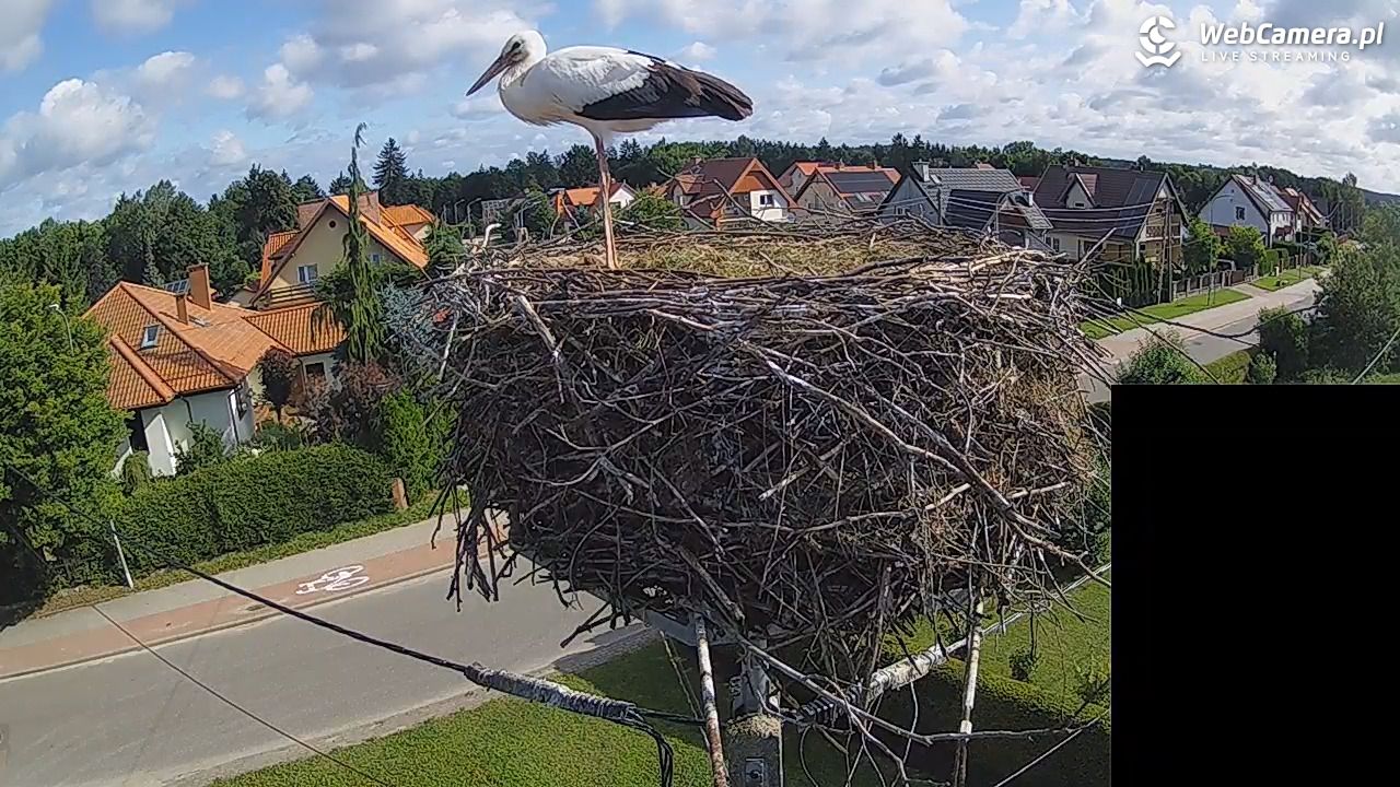 Pasłęk - gniazdo bociana białego - 28 lipiec 2026, 08:34