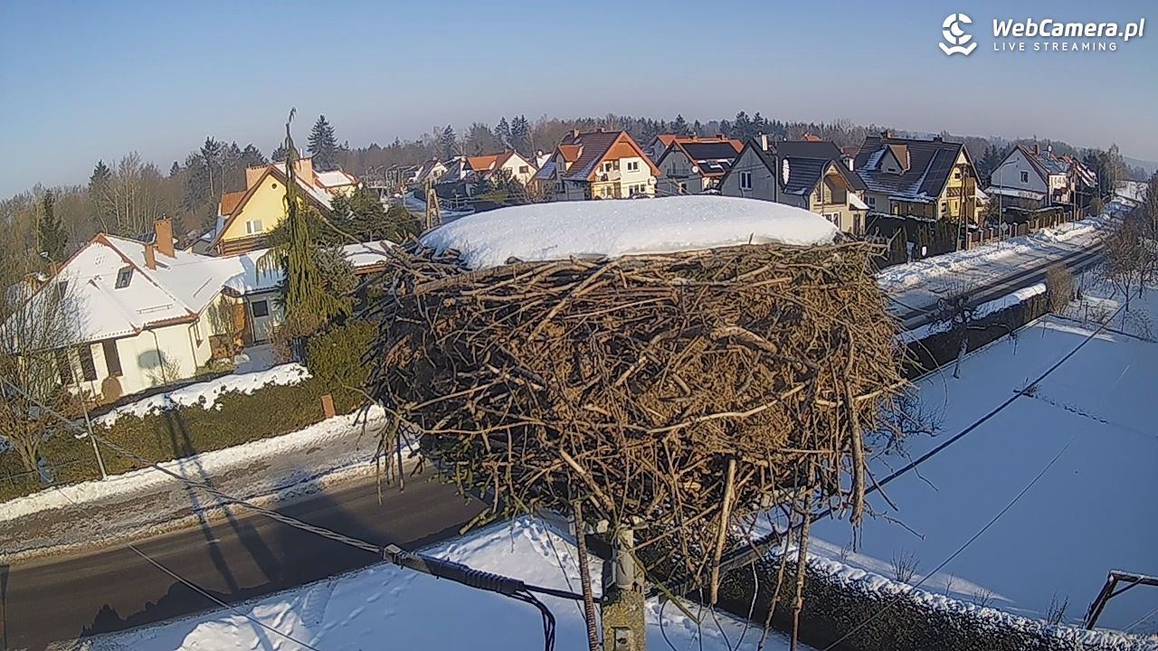Pasłęk - gniazdo bociana - 21 styczeń 2026, 10:10
