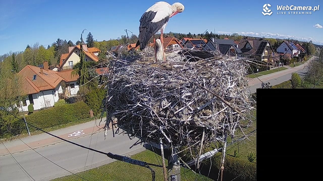 Pasłęk - gniazdo bociana białego - 27 kwiecień 2026, 10:38