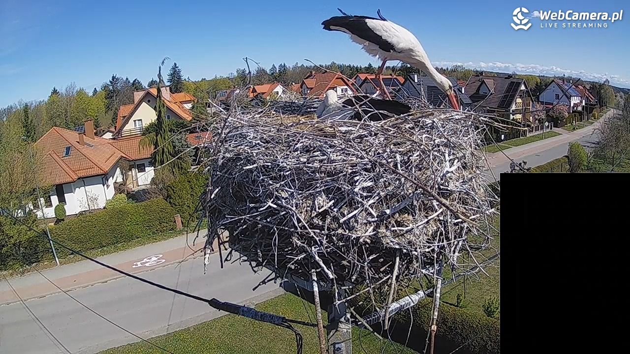 Pasłęk - gniazdo bociana białego - 27 kwiecień 2026, 10:40