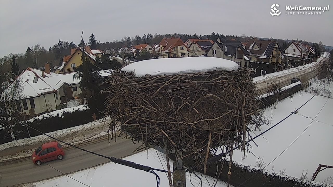 Pasłęk - gniazdo bociana - 24 styczeń 2026, 13:20