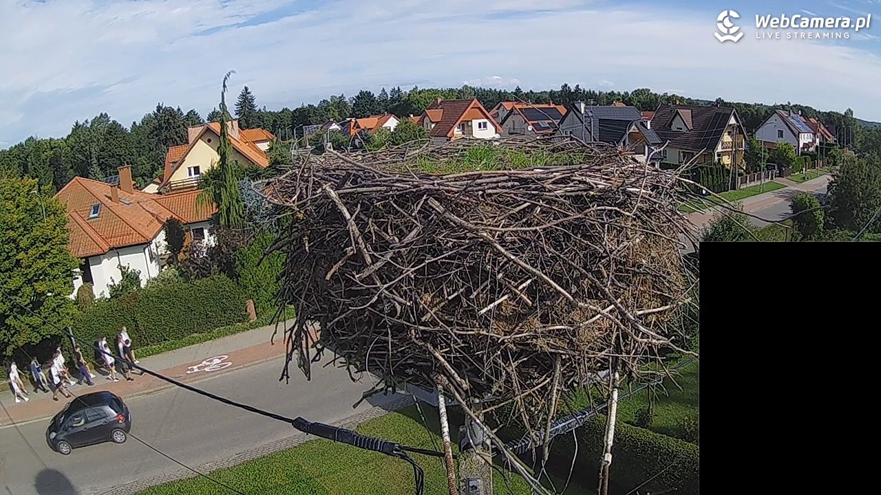 Pasłęk - gniazdo bociana białego - 07 wresień 2026, 10:00