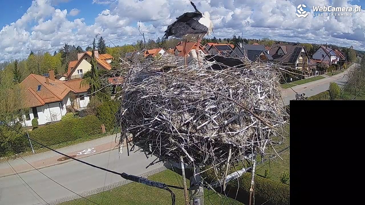 Pasłęk - gniazdo bociana białego - 26 kwiecień 2026, 10:56