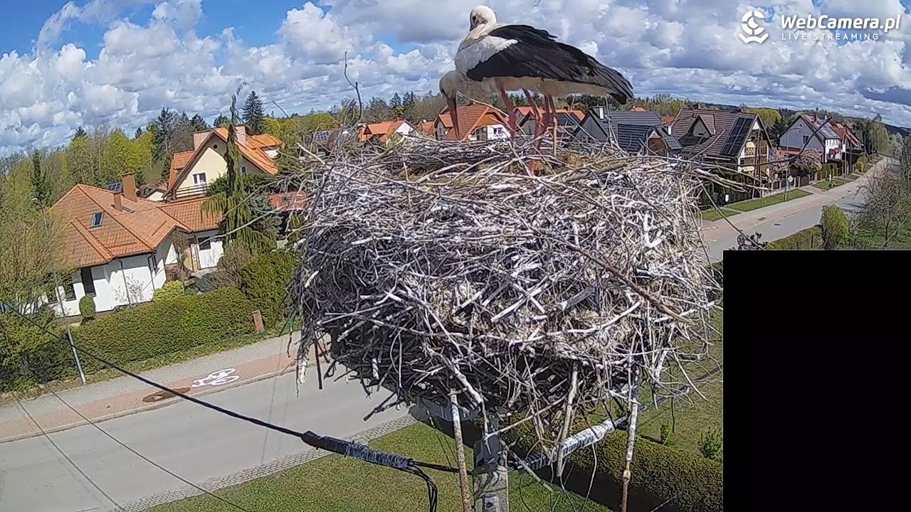 Pasłęk - gniazdo bociana białego - 26 kwiecień 2026, 10:56