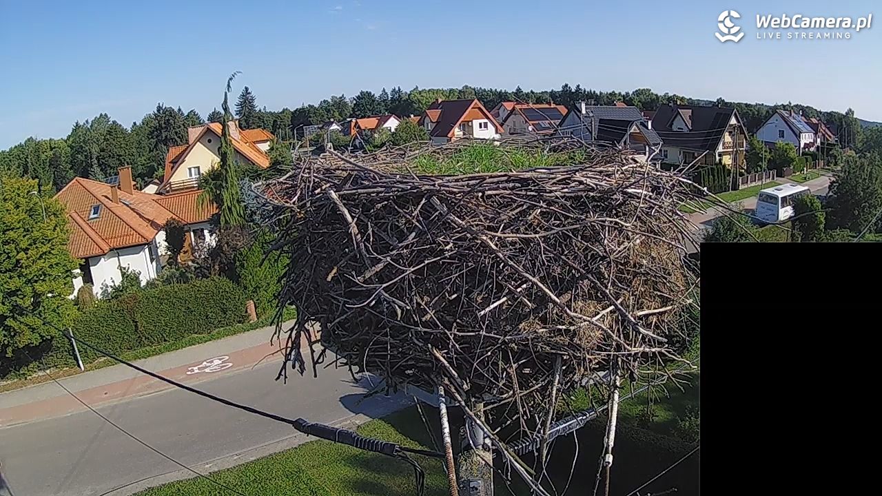 Pasłęk - gniazdo bociana białego - 09 wresień 2026, 09:22