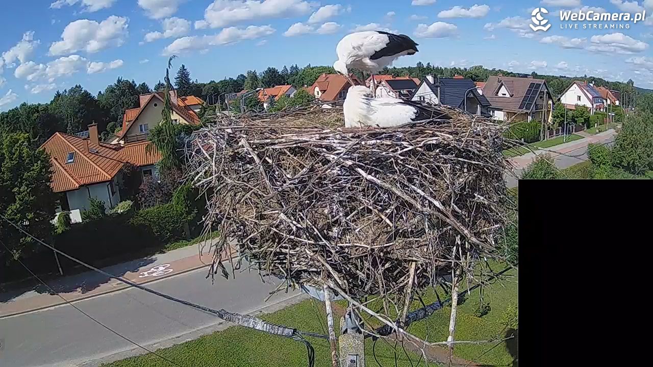 Pasłęk - gniazdo bociana białego - 28 lipiec 2026, 15:45