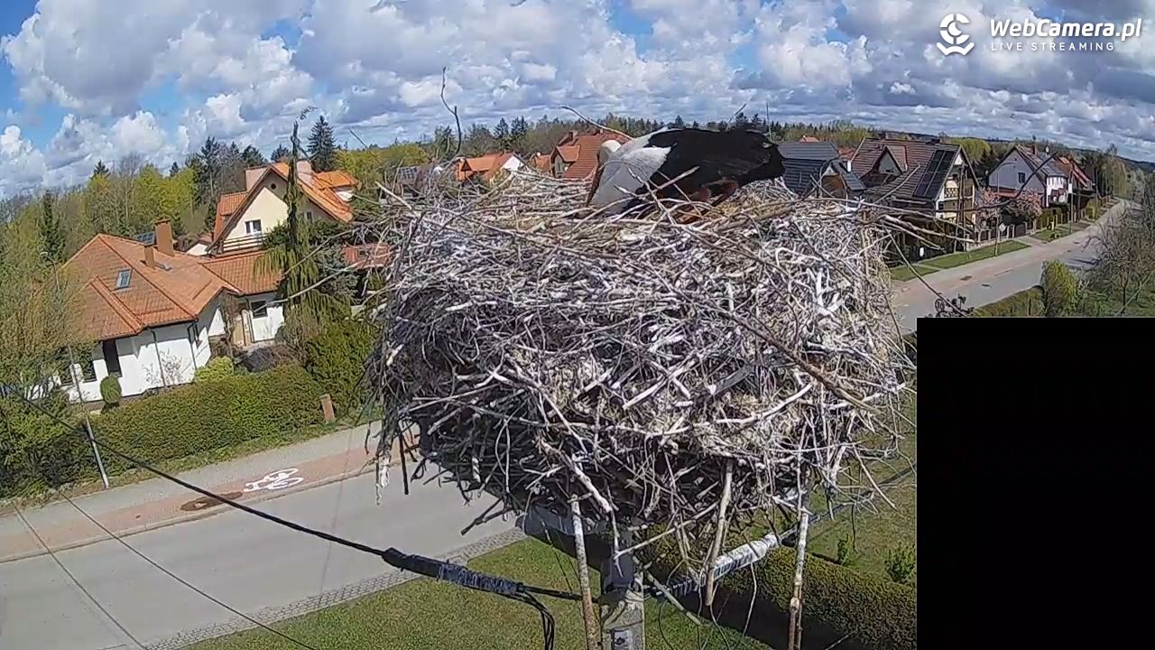 Pasłęk - gniazdo bociana białego - 26 kwiecień 2026, 10:49