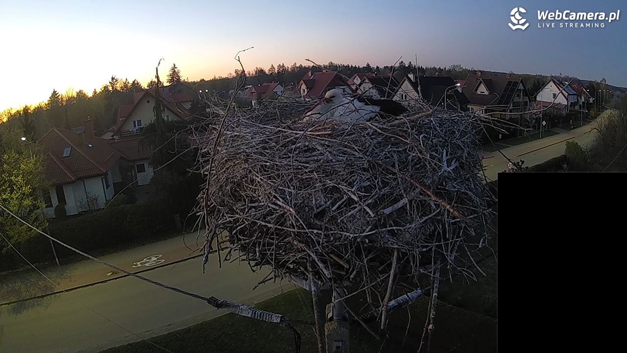 Pasłęk - gniazdo bociana białego - 26 kwiecień 2026, 20:35
