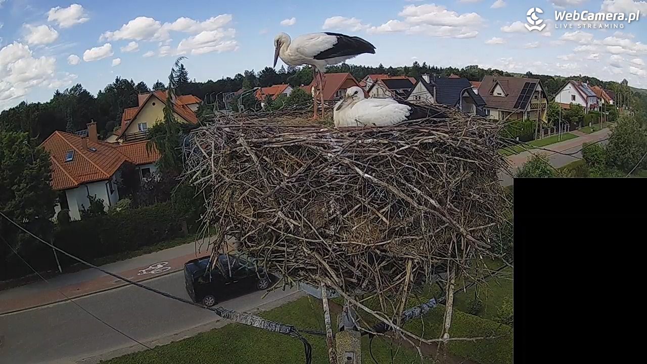 Pasłęk - gniazdo bociana białego - 28 lipiec 2026, 15:21
