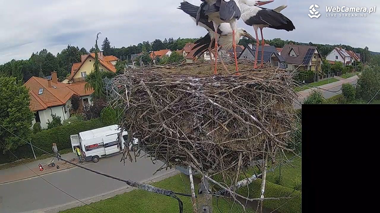 Pasłęk - gniazdo bociana białego - 29 lipiec 2026, 09:44