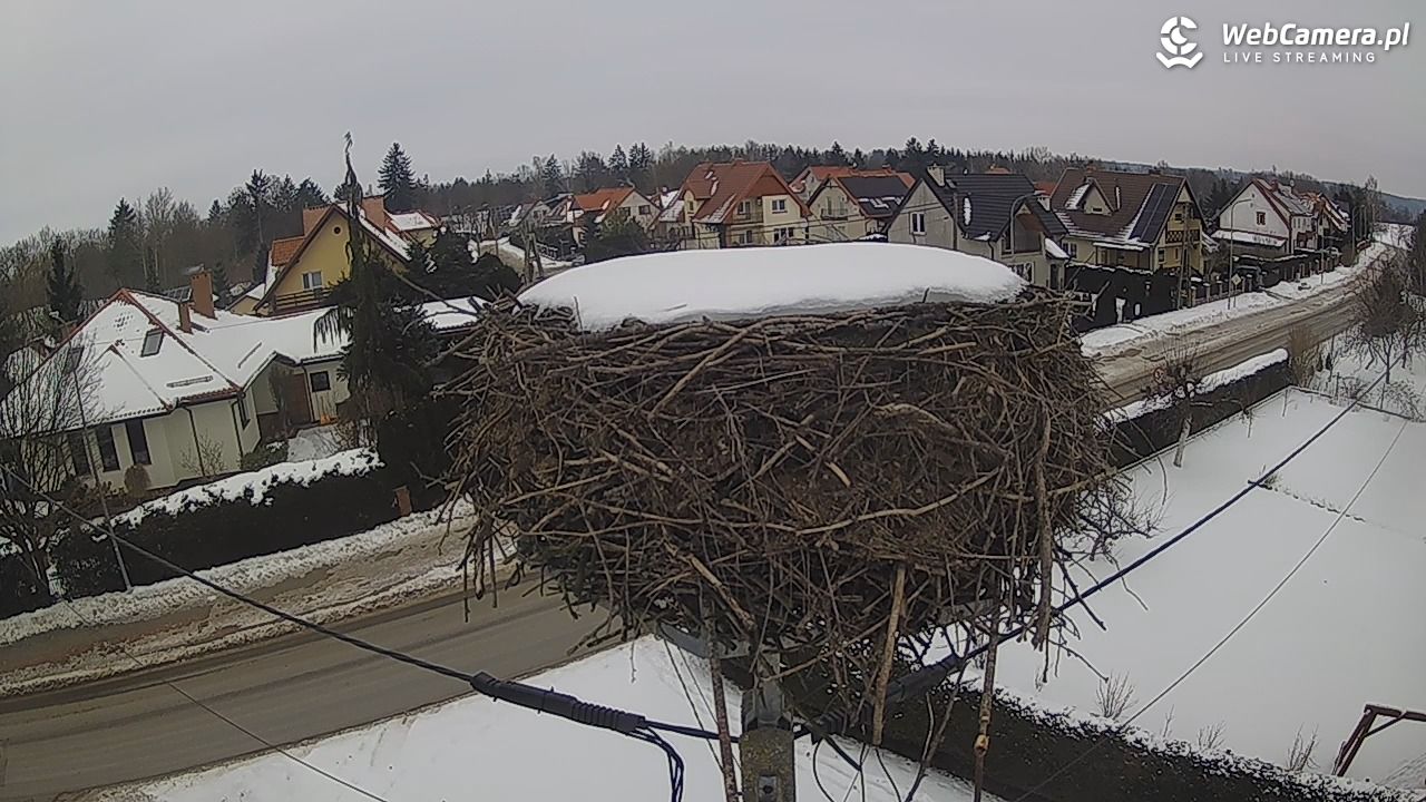 Pasłęk - gniazdo bociana - 24 styczeń 2026, 12:12