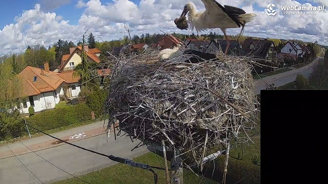 Pasłęk - gniazdo bociana białego - 26 kwiecień 2026, 10:54