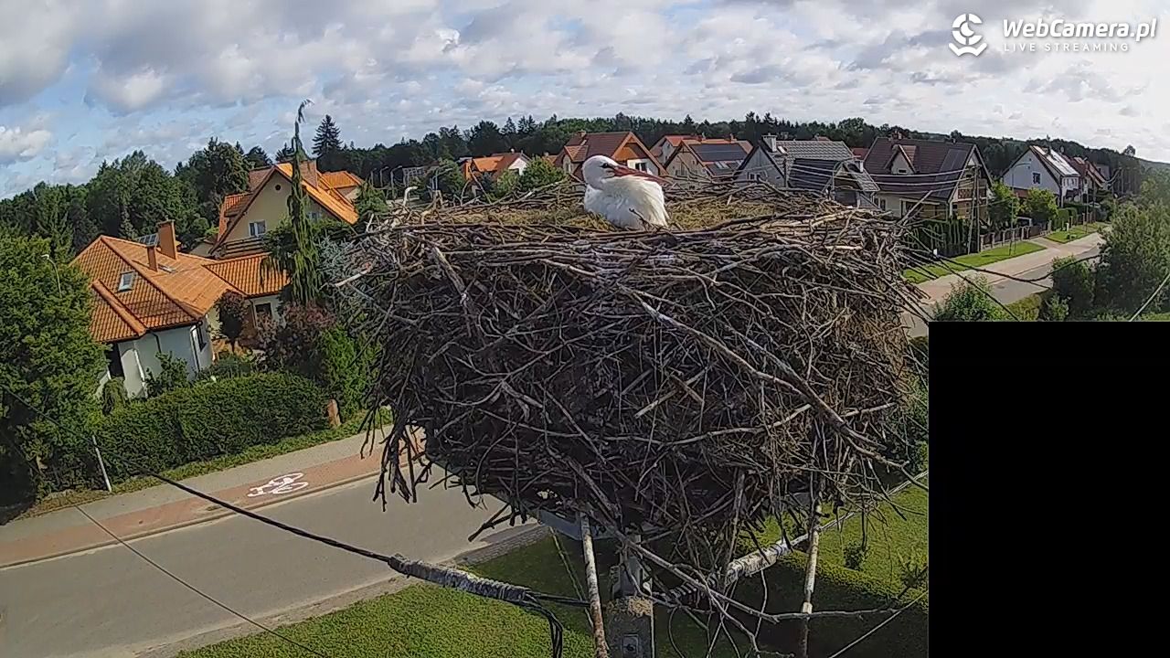 Pasłęk - gniazdo bociana białego - 28 lipiec 2026, 08:21