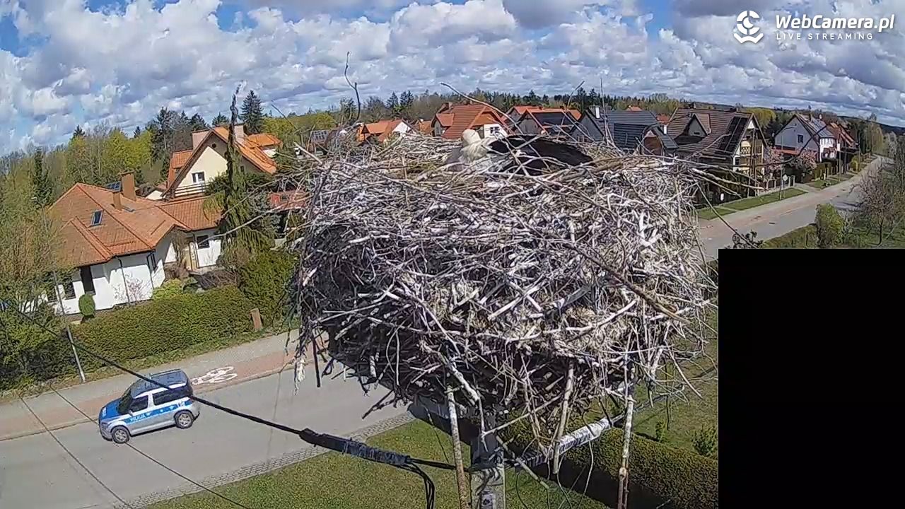 Pasłęk - gniazdo bociana białego - 26 kwiecień 2026, 11:01