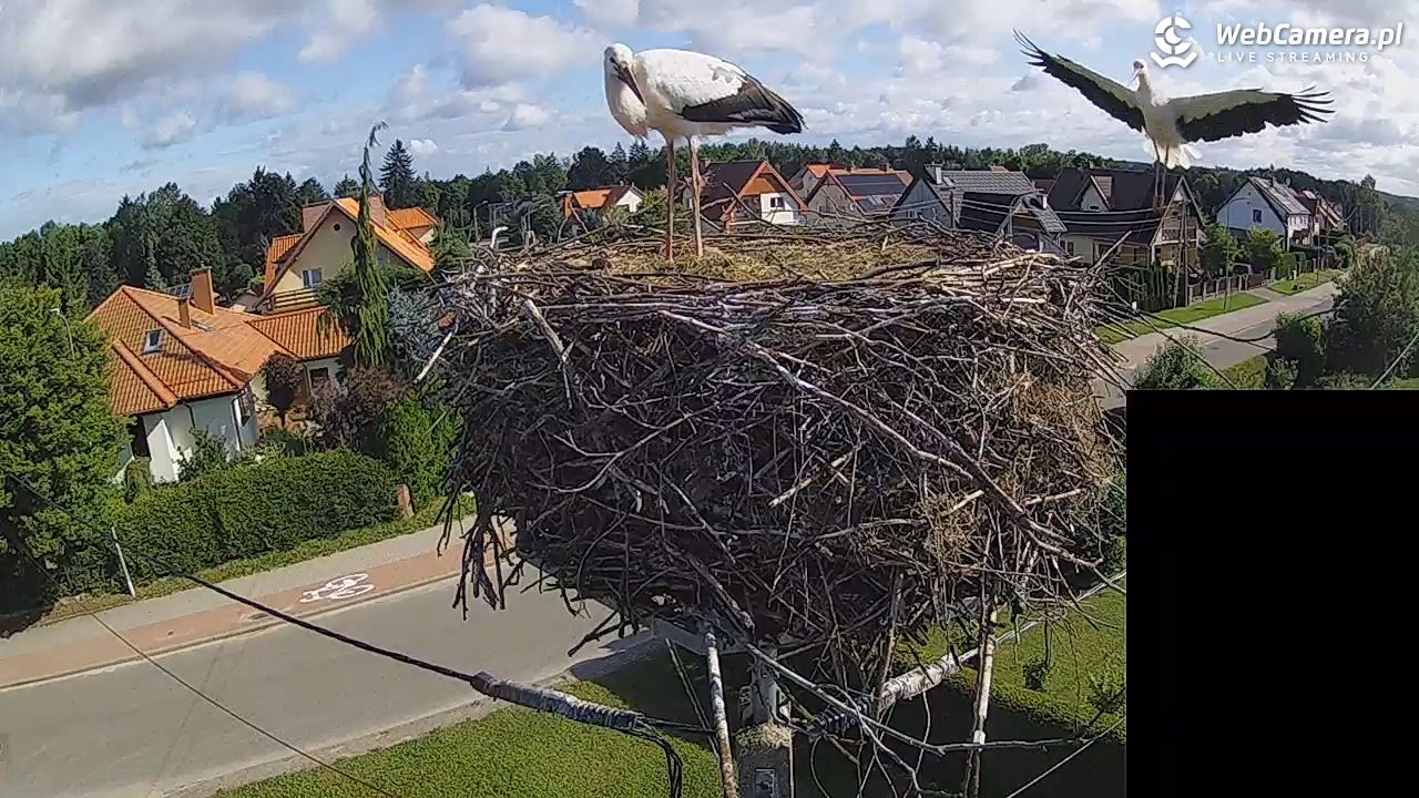 Pasłęk - gniazdo bociana białego - 28 lipiec 2026, 08:44