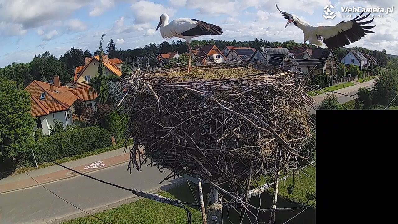 Pasłęk - gniazdo bociana białego - 28 lipiec 2026, 08:44