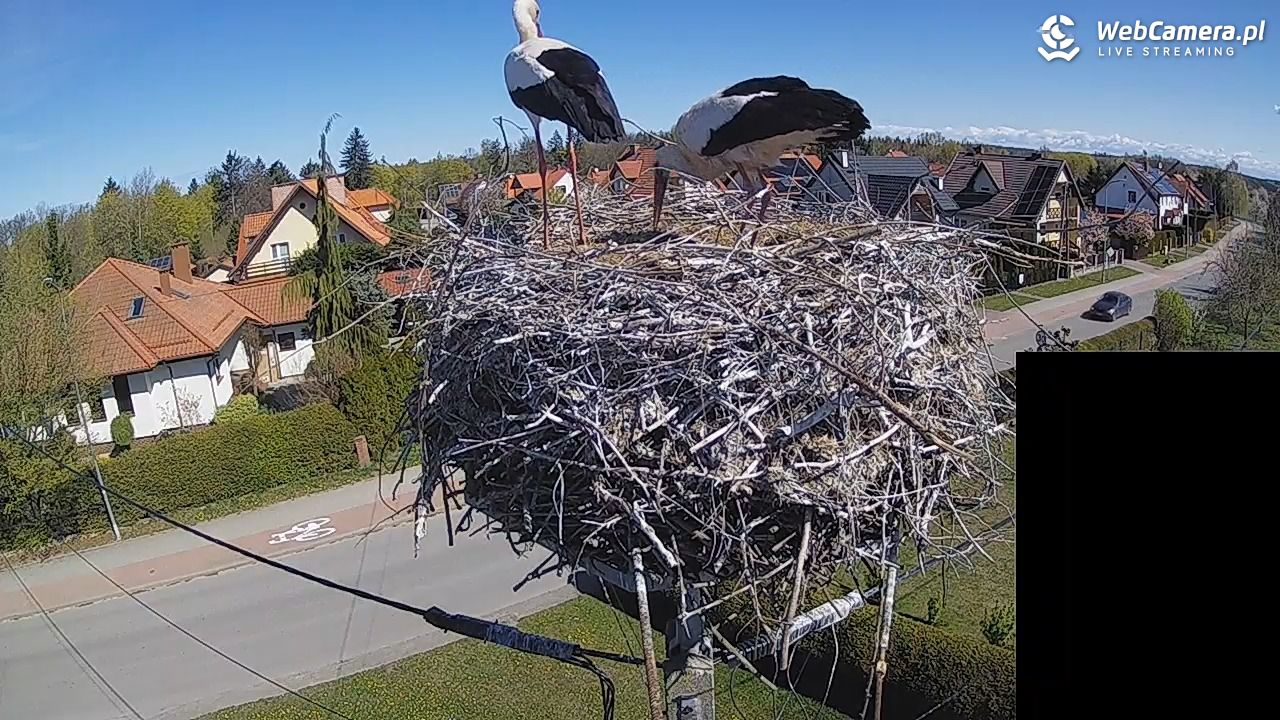 Pasłęk - gniazdo bociana białego - 27 kwiecień 2026, 10:40
