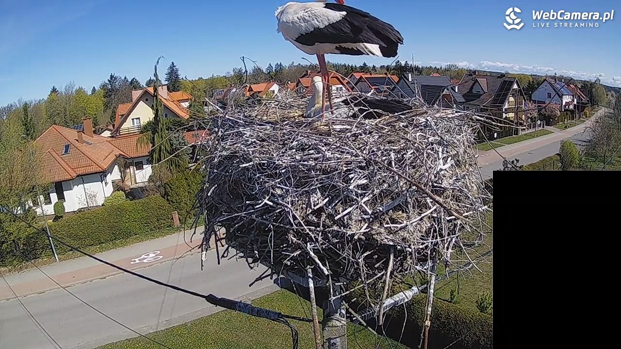 Pasłęk - gniazdo bociana białego - 27 kwiecień 2026, 10:32