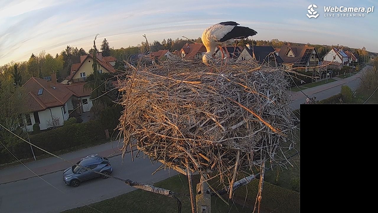 Pasłęk - gniazdo bociana białego - 27 kwiecień 2026, 19:51